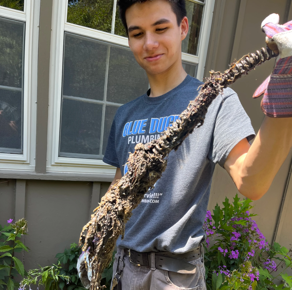 Drain Cleaning Technician looking at roots pulled from the drain