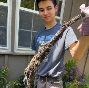 Drain Cleaning Technician looking at roots pulled from the drain